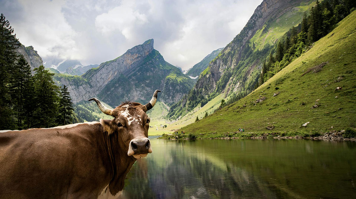 What languages are spoken in Switzerland?